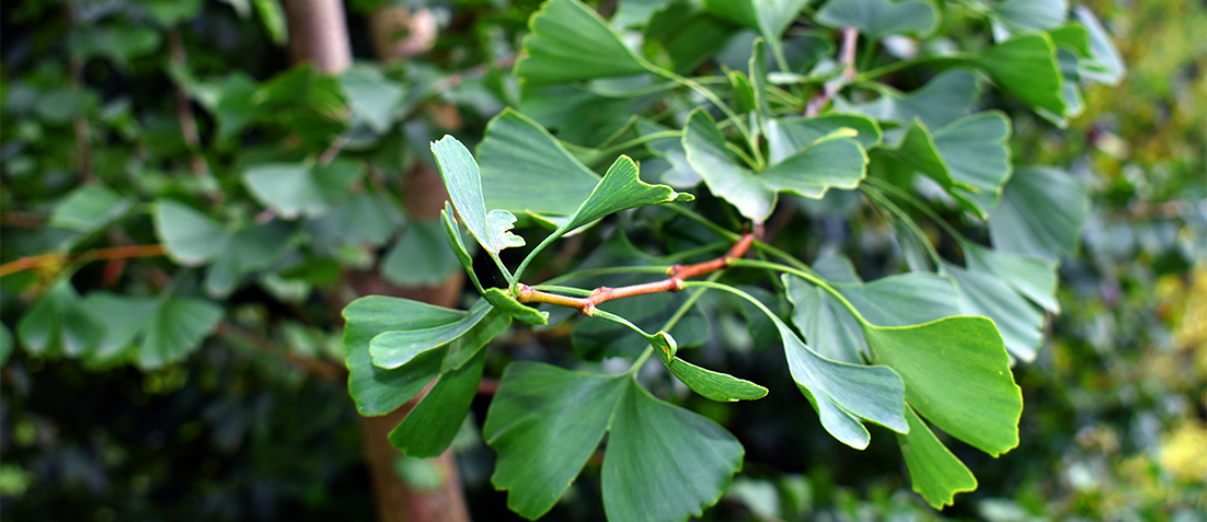 Hidden Benefits Of American Ginseng